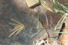 Chloris barbata